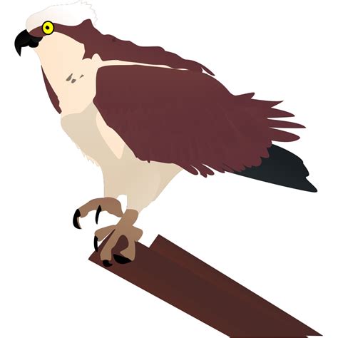 Hawk Perched On Log Png Svg Clip Art For Web Download Clip Art Png