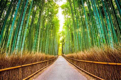 Arashiyama Bamboo Forest And Other Top Photo Spots In Kyoto Localgrapher