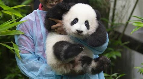Baby Panda Born In Malaysia Zoo Makes Public Debut World