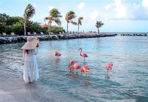 Flamingo Beach The Ultimate Guide To Visiting Arubas Famous Attraction