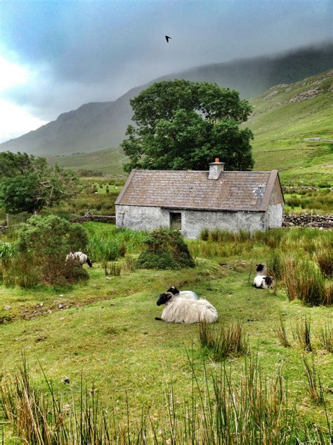 Our collection of cottages in ireland have been personally vetted for quality by a team of independent. Connemara Cottage with Sheep - Irish Fireside Travel and ...