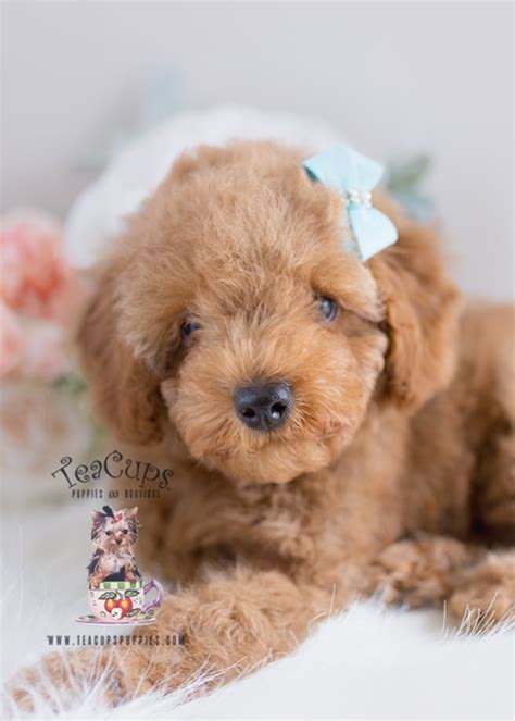 Finding my dog a new home. Teacup Pomeranian Puppies For Sale in Miami, Ft ...