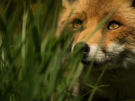 Fond Décran Animaux La Nature Herbe Faune Vertébré Fermer