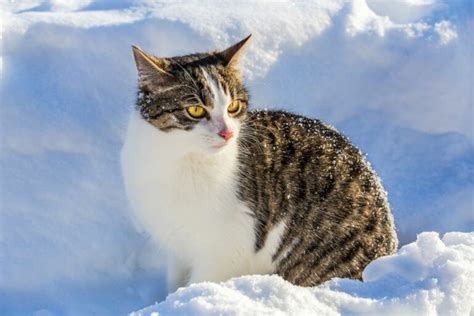 Il Gatto E L‘inverno Suggerimenti Per Viverlo Meglio Magazine Zooplus