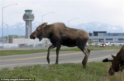 The Incredible Array Of Animals That Cause Problems At Airports Around