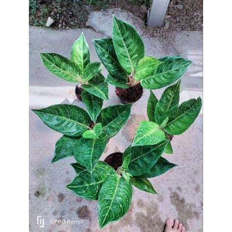 Jual Aglonema Queen Of Siam Qos Shopee Indonesia