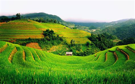 Download Majestic Terraced Rice Fields In Vietnam Wallpaper