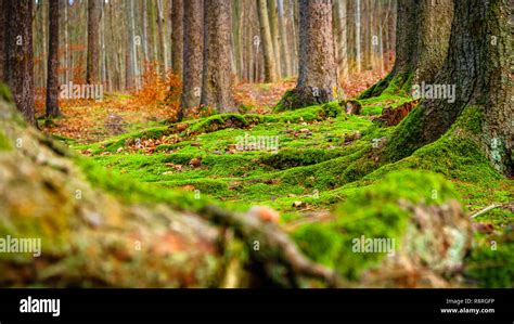 Mossy Forest Hi Res Stock Photography And Images Alamy