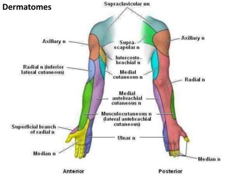 Brachial Plexus And Nerves Of The Upper Limb Ppt Download Dermatomes