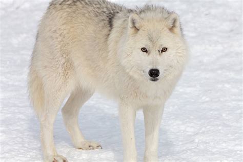 Best Artic Wolf Stock Photos Pictures And Royalty Free Images Istock