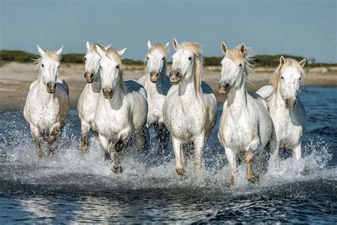 Camargue Horse é Uma Raça Selvagem Que Vive Na França Cavalus