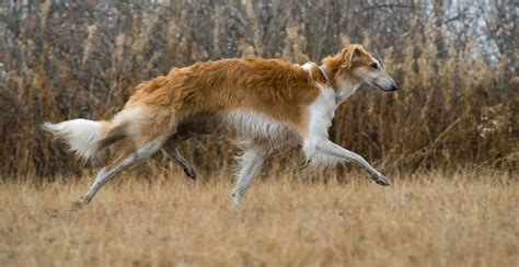 Borzoi Dog Breed Information - The Ultimate Guide | Breed Advisor