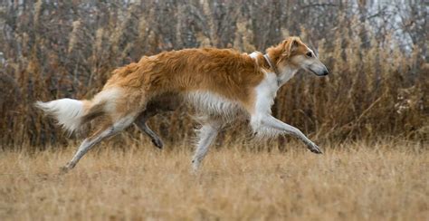 It is known for being calm and independent. Borzoi Dog Breed Information - The Ultimate Guide | Breed ...