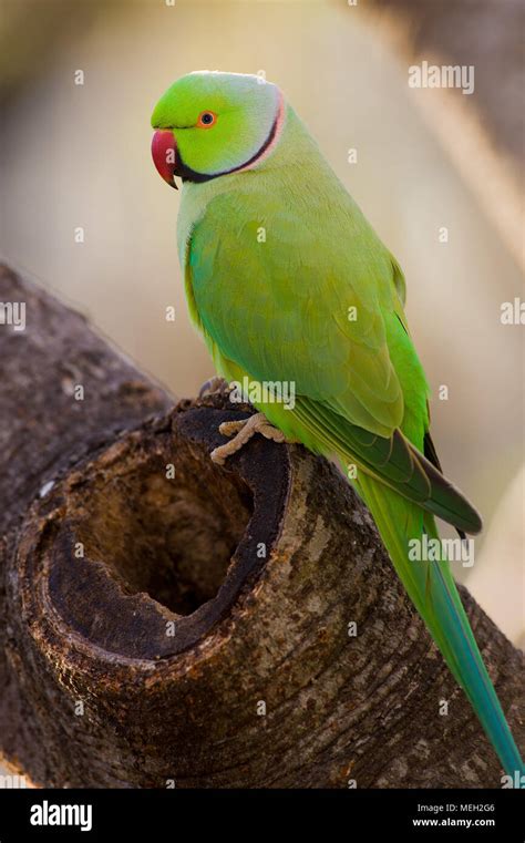 Ringneck Parakeet Hi Res Stock Photography And Images Alamy