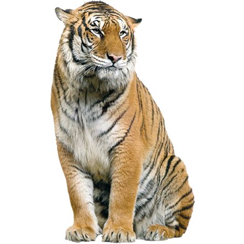 Tiger Png Transparent Image Download Size 500x500px