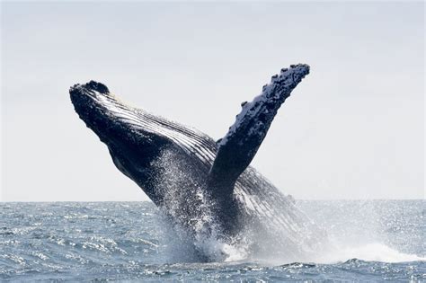 I was lobster diving and a humpback whale tried to eat me. Ventilatorenhersteller benutzt Buckelwal als Vorbild | Factory