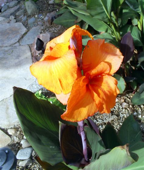 Pick up a few bags, fill them with soil, and you're ready to go. Brad's Tropical Paradise: Canna flower in Phoenix, Arizona