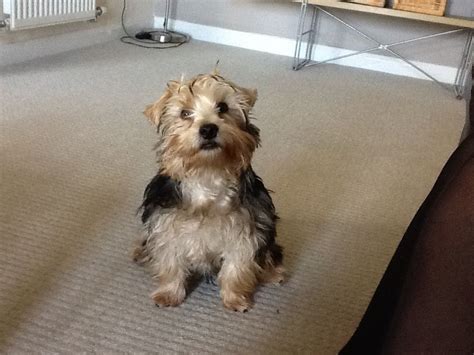 Griffin Our 6 Month Old Yorkshire Terrier Yorkshire Terrier Yorkie