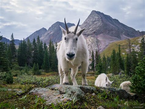 Curious Goat Weminuche Wilderness Colorado Mountain Photography By