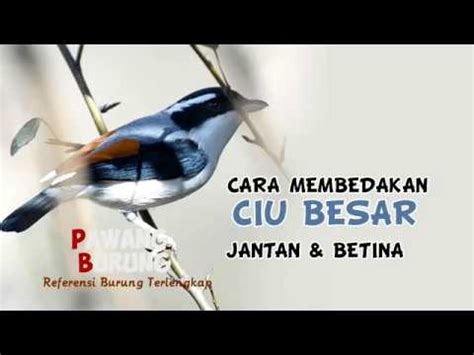 Jenis burung decu kembang, cara merawat decu kembang, daftar harga burung decu kembang terbaru, cara mengobati decu kembang, pakan terbaik decu kembang agar cepat gacor. CIRI BURUNG CIU BESAR/DECU KEMBANG JANTAN & BETINA - YouTube