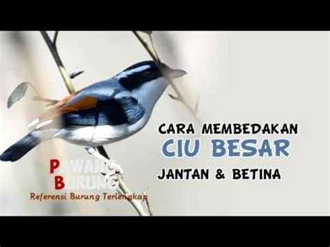 Tips membedakan decu kembang jantan dan betina, decu kembang jantan memiliki warna bulu itam pekat warna perut putih. CIRI BURUNG CIU BESAR/DECU KEMBANG JANTAN & BETINA - YouTube