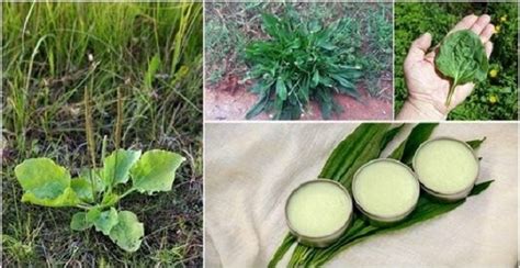 Do Not Kill This Weed Its One Of The Best Healing Herbs On The Planet
