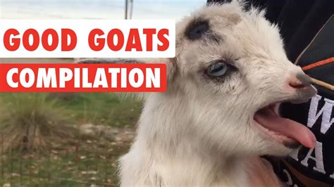 Good Goats Video Compilation 2016 Youtube