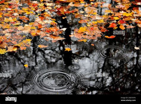 Autumn Leaves Floating Over The Water Stock Photo Alamy