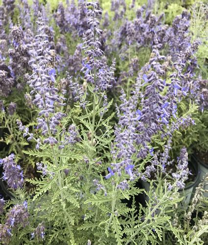 Perovskia Atriplicifolia ‘denim ‘n Lace Pp28445 North Coast Perennials