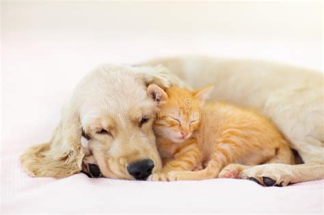 Cat And Dog Sleeping Puppy And Kitten Sleep Stock Photo Image Of