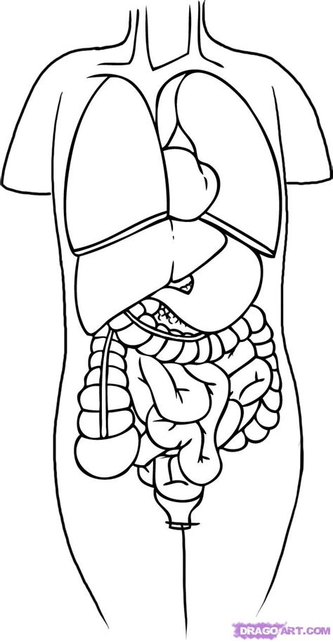 It comprises a head, neck, trunk (which includes the thorax and abdomen), arms and hands, legs and feet. How to Draw Anatomy, Step by Step, Anatomy, People, FREE Online Drawing Tutorial, Added by Dawn ...