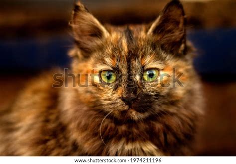 Portrait Tortoiseshell Cat Stock Photo 1974211196 Shutterstock