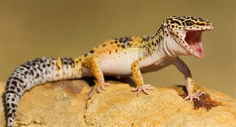 How Much Does A Pet Lizard Cost Patchpets