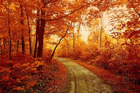 Autumn Forest Wallpapers Wallpaper Cave Riset