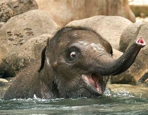 Happy Baby Elephant Elephant Baby Elephant Funny Animals