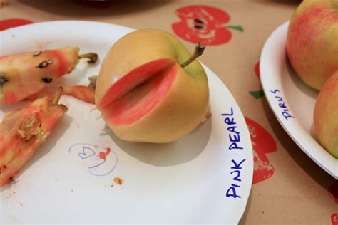 Habe meinen router fritzbox 7390 im erdgeschoss, das wohnzimmer. Perla Rosa (manzana) - Pink Pearl (apple) - qwe.wiki