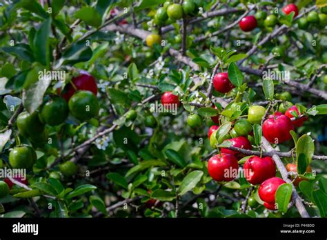 Fruta Conhecida Como Cereja Das Antilhas