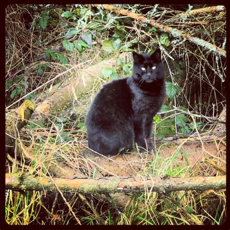 The Feral Life Compassion Cats Black Feral Cat In Forest