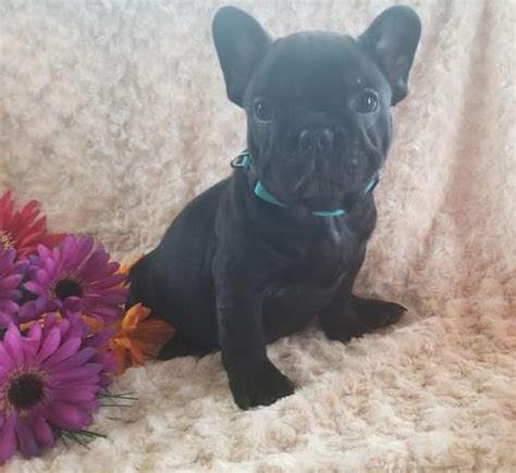She'd been advised to go that route after her first french bulldog, tudors grace, died young. French Bulldog Puppy for Sale - Adoption, Rescue for Sale ...