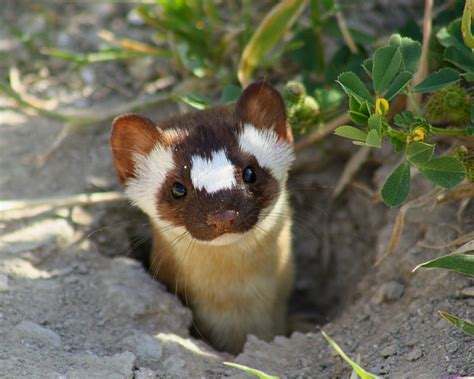 The Long Tailed Weasel El Pasos Rarely Seen Fearless Predator Of The