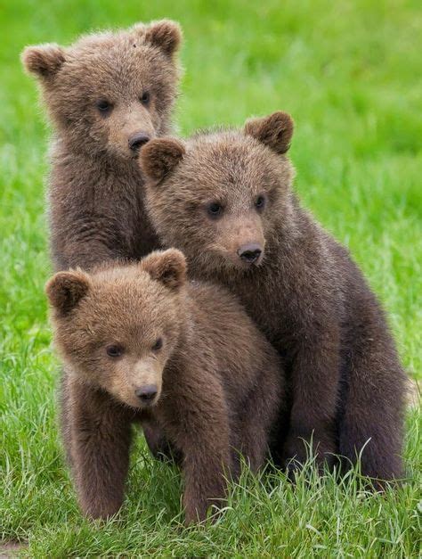 Three Grizzly Bear Cubs At Play Baby Animals Funny Baby Animals