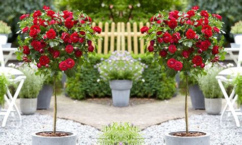 Pair Of Standard Red Flowering Patio Rose Trees 80cm Tall Garden Plants