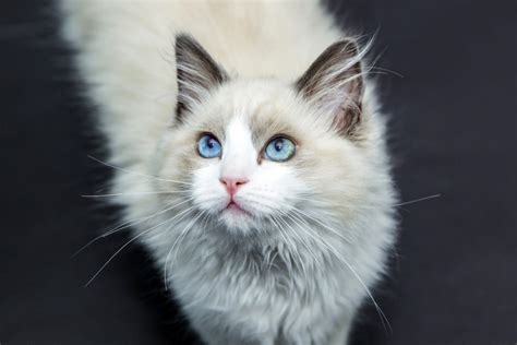 Tout Savoir Sur Le Chat Ragdoll Apparence Caractère Santé Prix