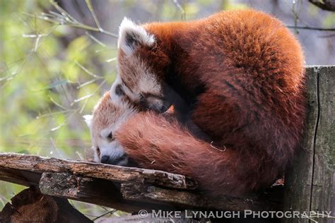 Philadelphia Zoo - Red Panda cubs - Mei Lin and JJ | Flickr