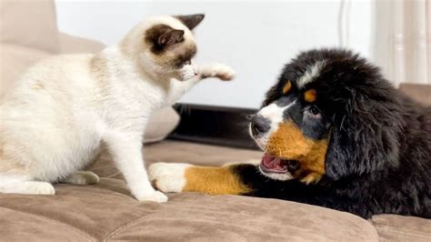 Bernese Mountain Dog Puppy Plays With Kitten Youtube Bernese