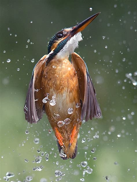Kingfisher Emerging The Water Photorator
