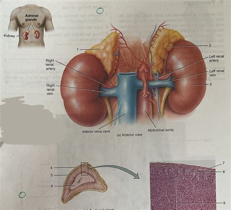 Tongue And Salivary Glands Diagram Quizlet Free Hot Nude Porn Pic