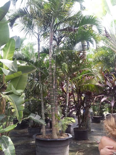 How to buy plants from wholesale nursery. 52 best images about Florida Wholesale Plant Nursery ...