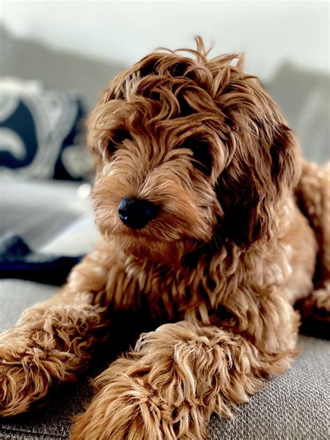 We are able to provide you with the most loving and loyal addition to your family. Puppy Love | Labradoodle, Goldendoodle puppy, Goldendoodle
