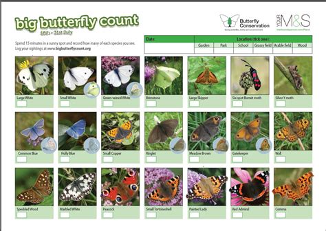 Turnip House Blog The Big Butterfly Count